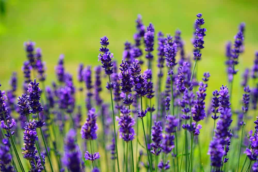 lavender for anxiety