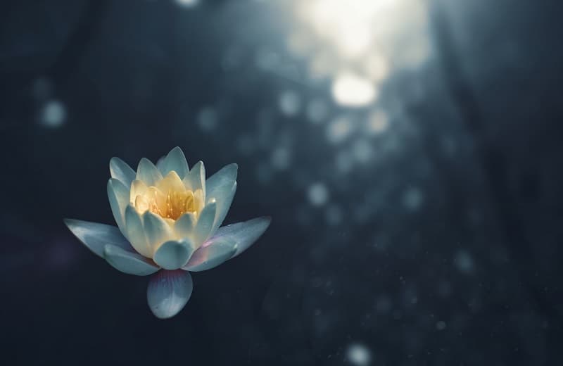 lotus flower 