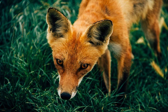 red fox