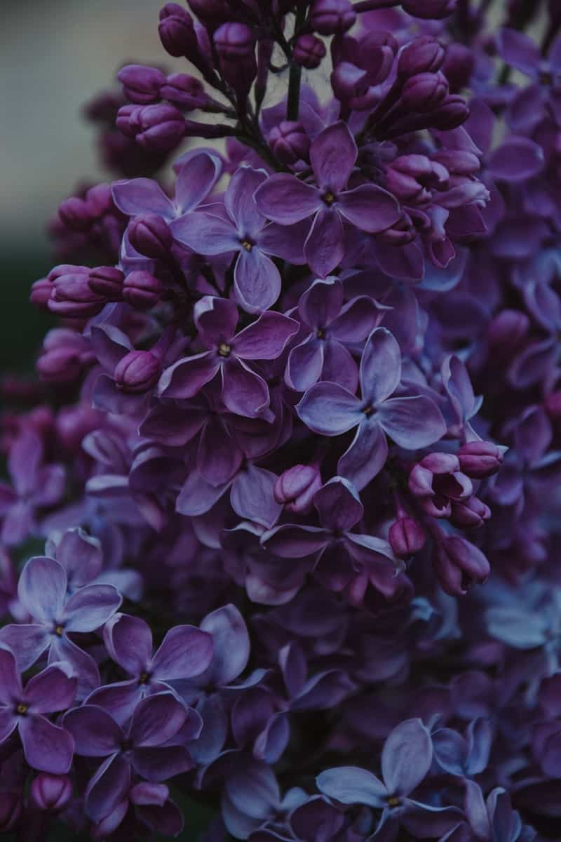 irina-iriser-y-PxNb9Ug2Q-unsplash