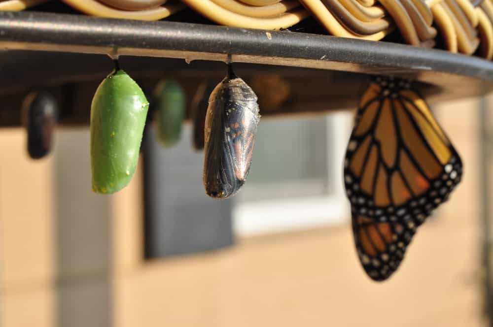 questions to ask yourself for personal growth butterfly transformation