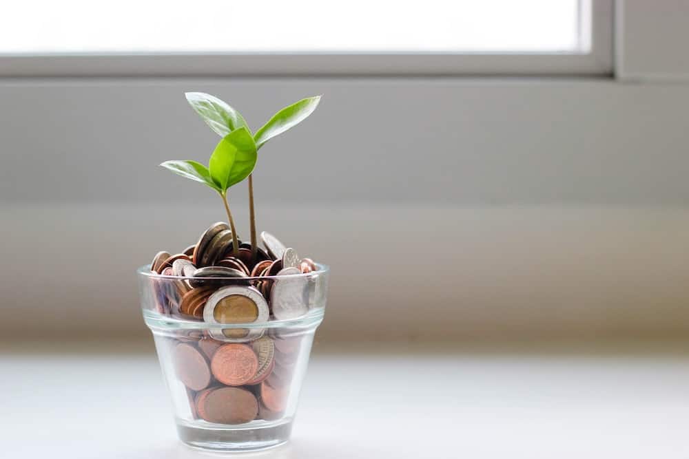 pot of money with growing plant