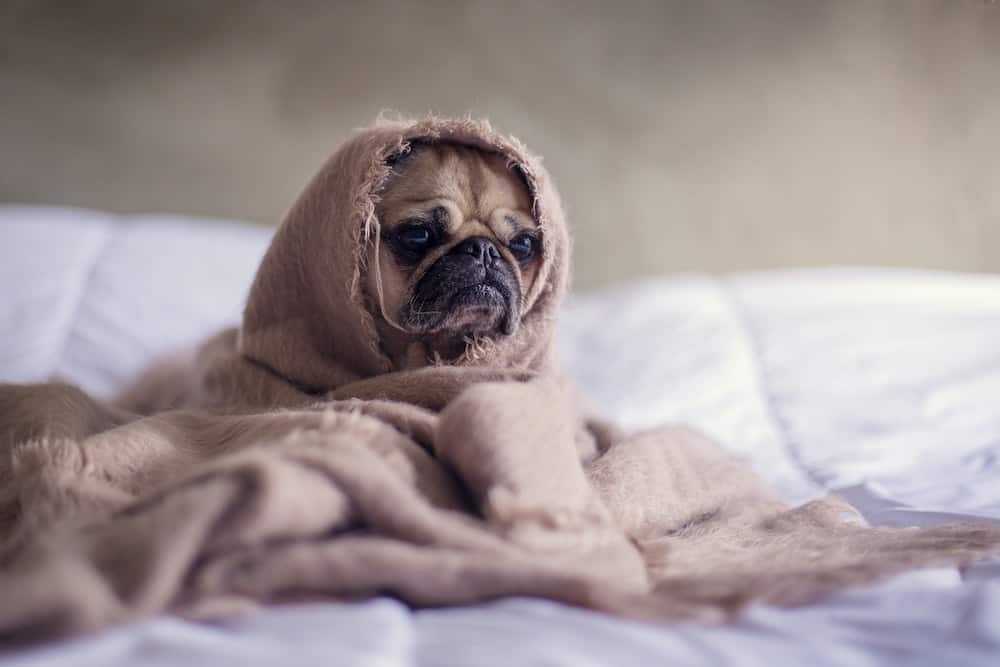 dog looking depressed