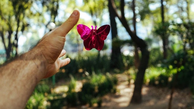 butterfly being released