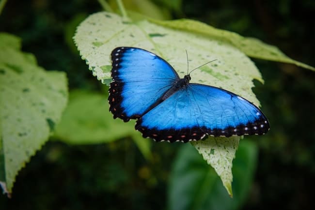 blue butterfly