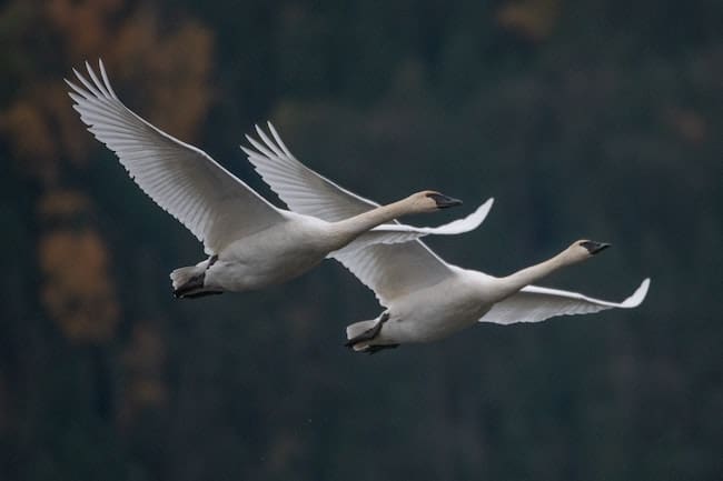 synchronised flying birds