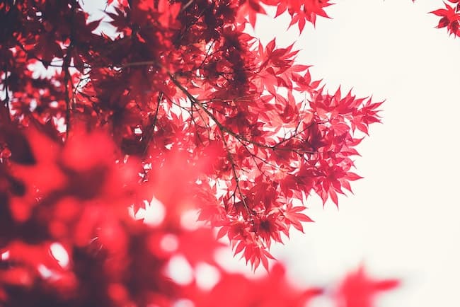 20 Powerful Root Chakra Affirmations to Get Grounded