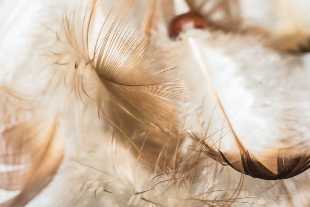 The 14 Best Angel Cards Decks for Healing in 2024 4 close up of white feathers